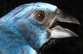 Blue-black Grosbeak