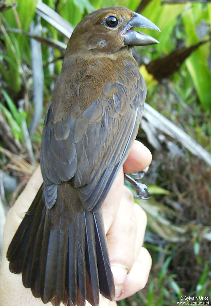 Blue-black Grosbeak female adult