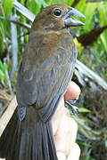 Blue-black Grosbeak