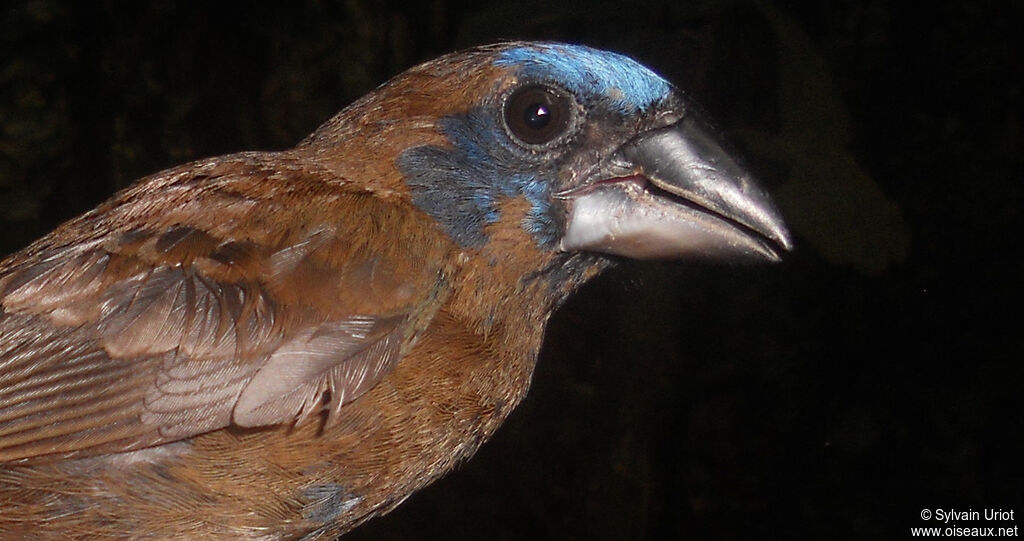 Blue-black Grosbeak male immature