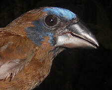 Blue-black Grosbeak