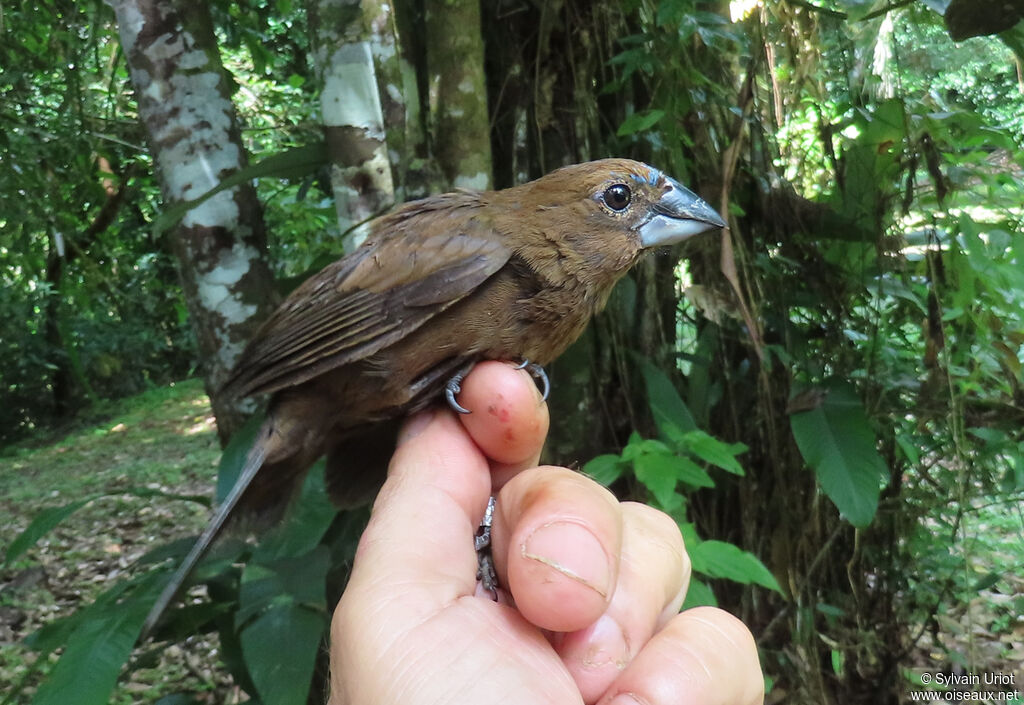 Blue-black Grosbeak male First year