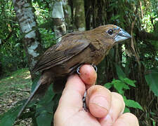 Blue-black Grosbeak