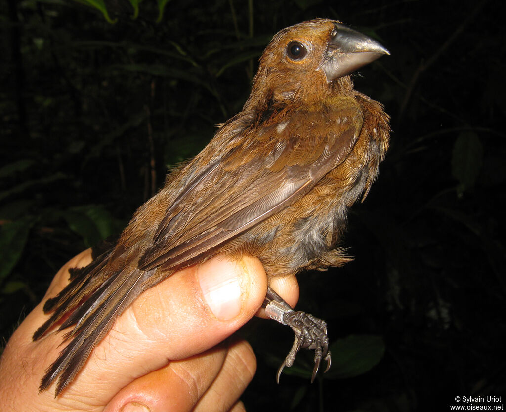 Évêque de Rothschild femelle adulte