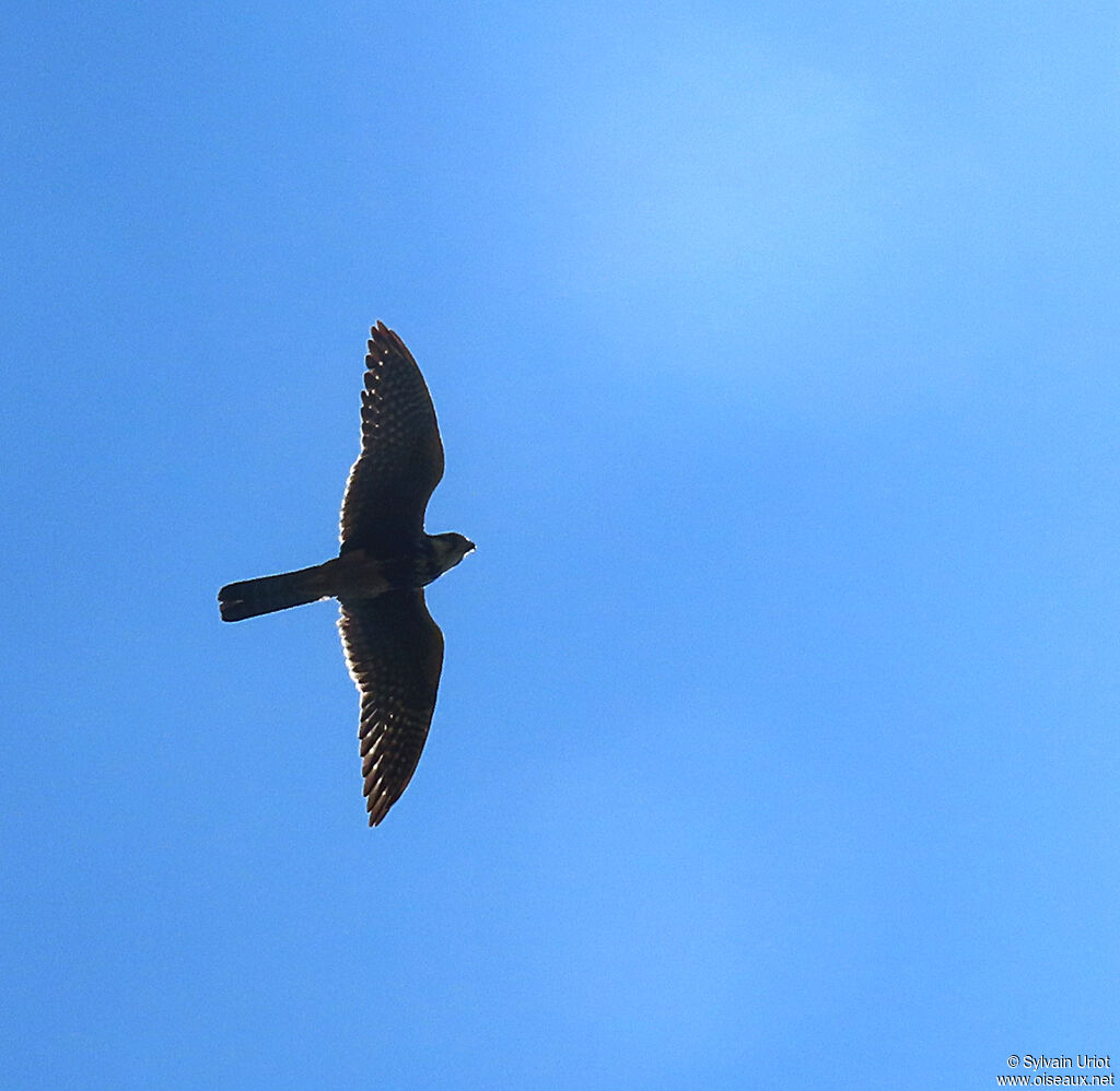 Aplomado Falconsubadult