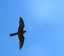 Aplomado Falcon