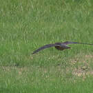 Faucon chicquera