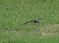 Red-necked Falcon