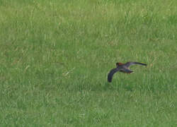 Red-necked Falcon