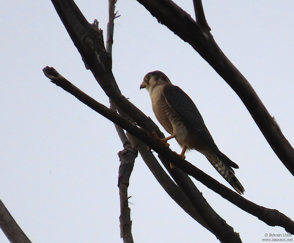 Faucon chicquera