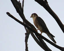 Red-necked Falcon