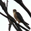 Faucon chicquera