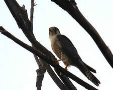 Red-necked Falcon