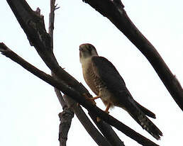 Faucon chicquera