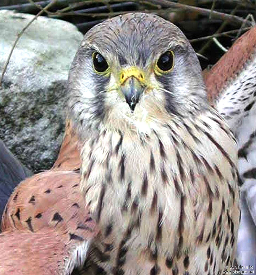 Common Kestrel male adult