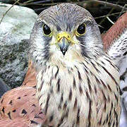 Common Kestrel