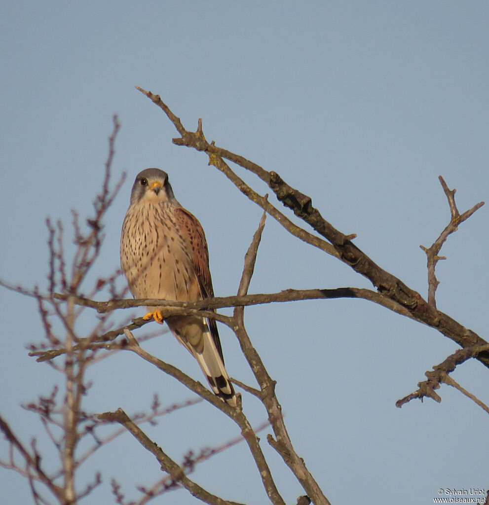 Common Kestrel male adult