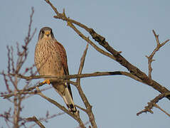 Common Kestrel