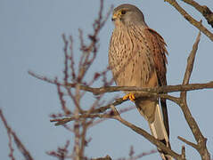 Common Kestrel