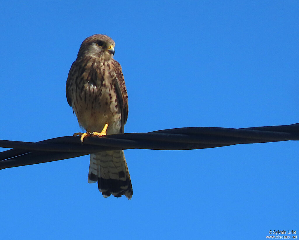 Common Kestrel female adult