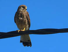 Common Kestrel