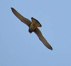 Faucon crécerelle
