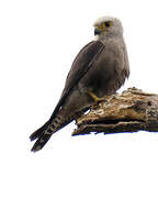 Dickinson's Kestrel