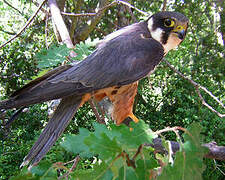 Eurasian Hobby