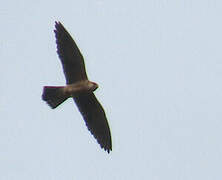 Red-footed Falcon