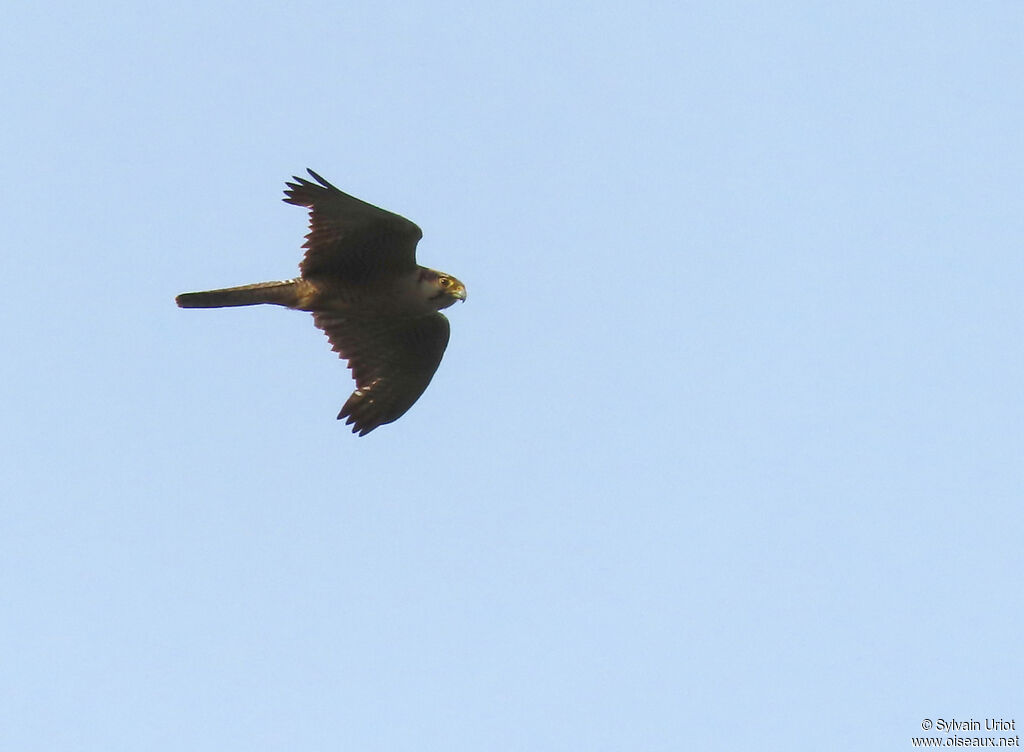 Faucon lanieradulte