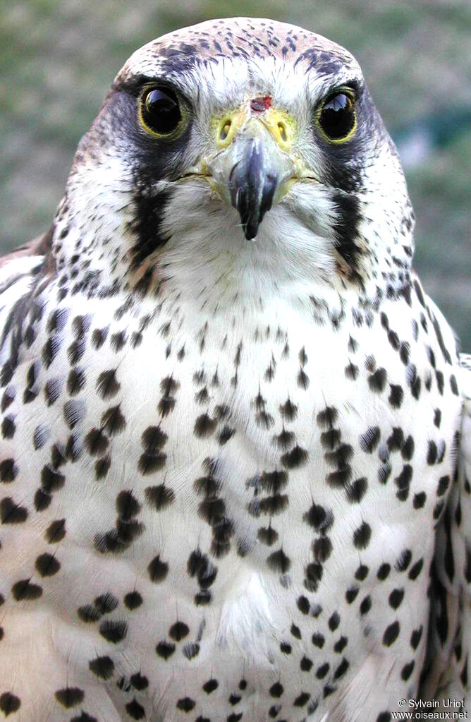 Lanner Falconadult, close-up portrait