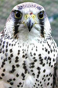 Lanner Falcon