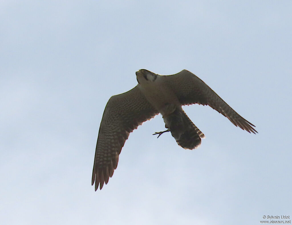 Faucon lanieradulte