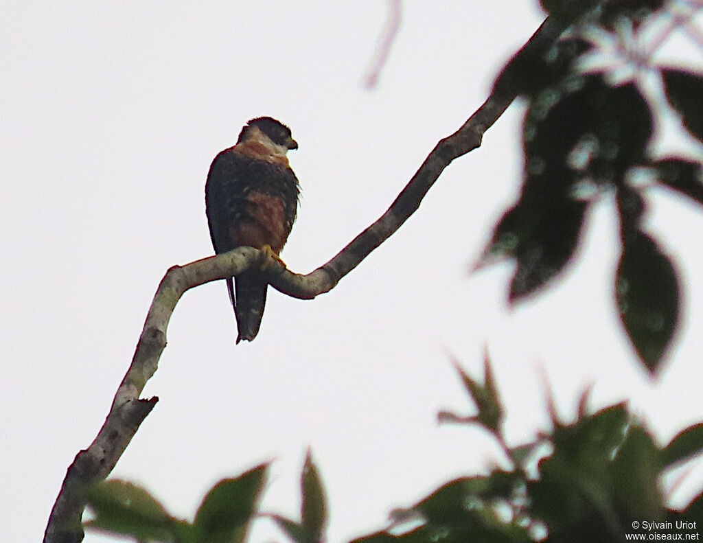 Orange-breasted Falconadult