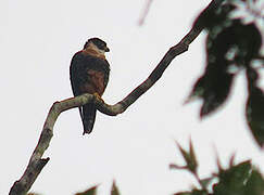 Orange-breasted Falcon