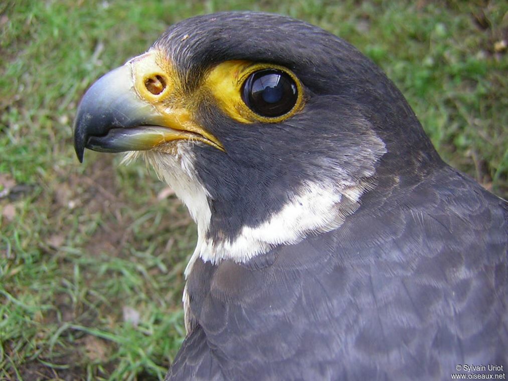 Peregrine Falconadult