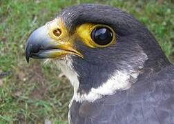 Peregrine Falcon