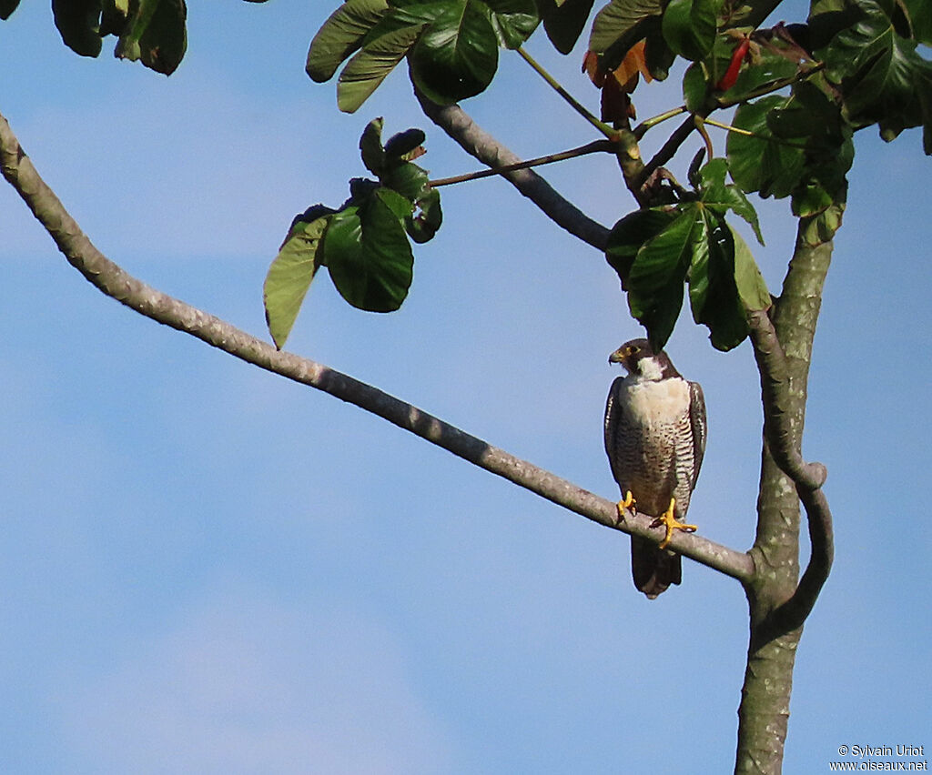 Peregrine Falconadult