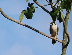 Peregrine Falcon