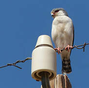 Pygmy Falcon