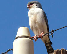 Pygmy Falcon