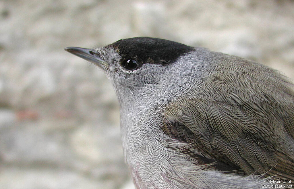 Eurasian Blackcap male immature, close-up portrait