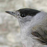 Eurasian Blackcap