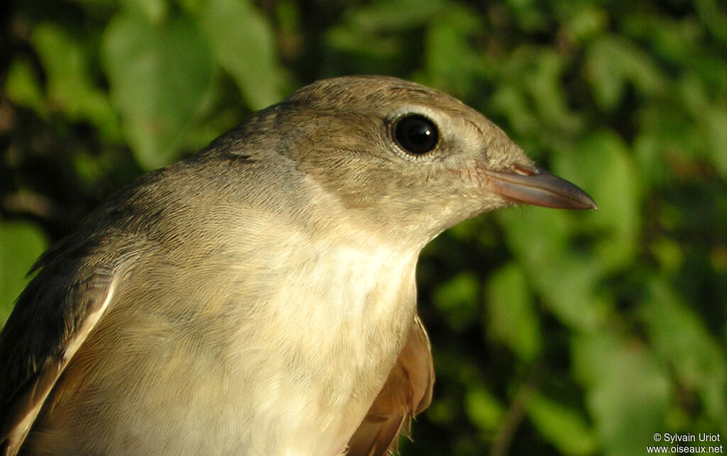 Garden Warbleradult, close-up portrait