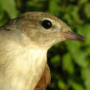 Garden Warbler