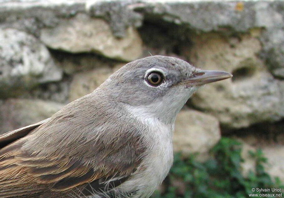 Fauvette grisette mâle adulte, portrait