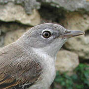 Common Whitethroat