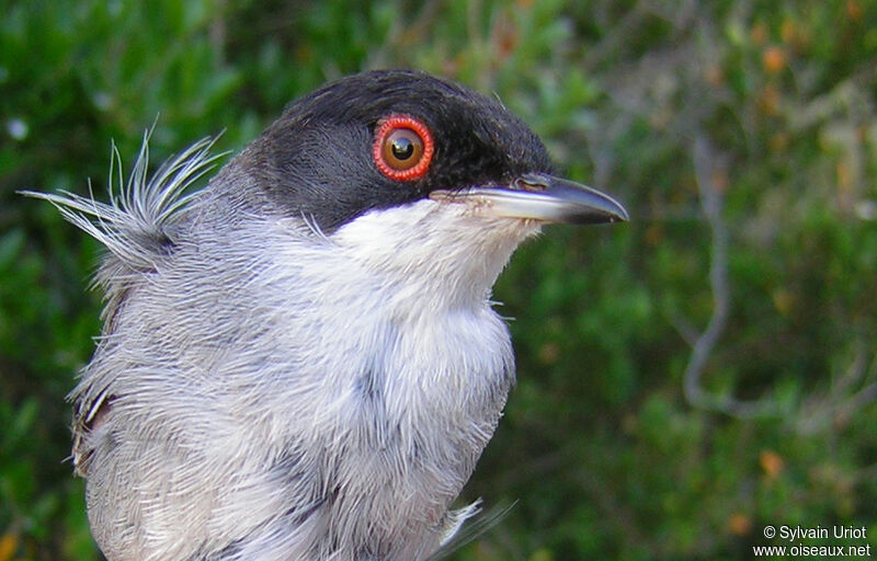 Sardinian Warbler male adult, close-up portrait