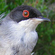 Sardinian Warbler