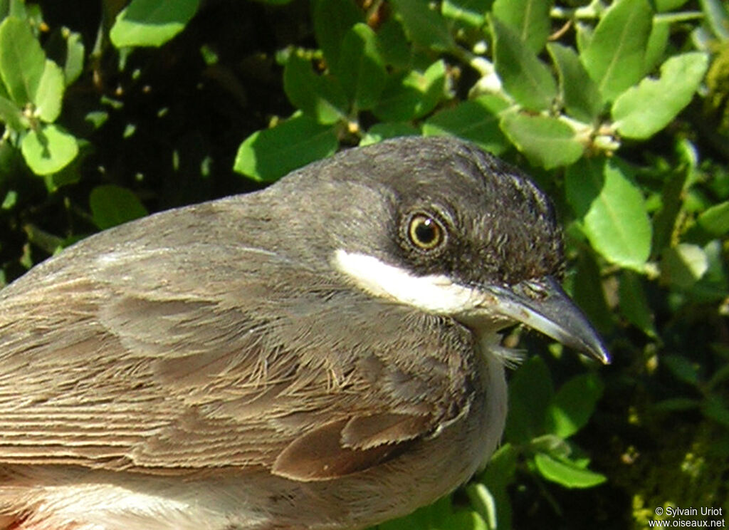 Western Orphean Warbler male adult, close-up portrait